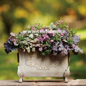 Renkli yapraklı ajuga fidesi burgundy glow