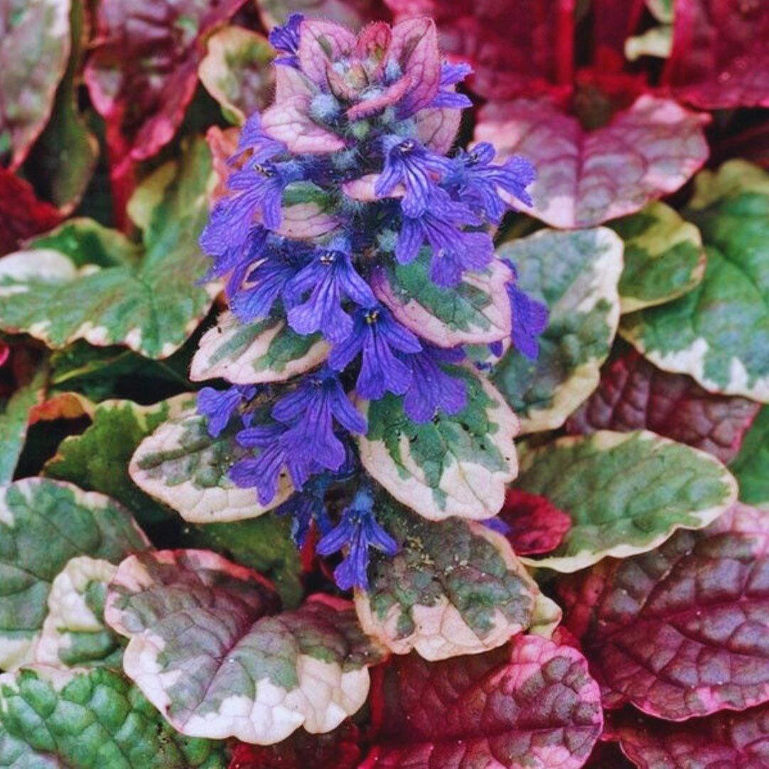 Renkli yapraklı ajuga fidesi burgundy glow
