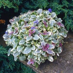 Renkli yapraklı ajuga fidesi burgundy glow