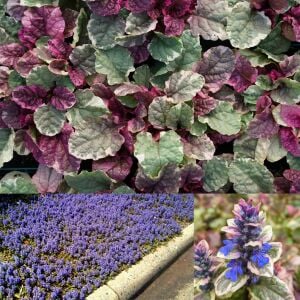 Renkli yapraklı ajuga fidesi burgundy glow