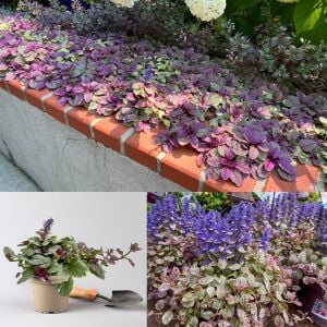 Renkli yapraklı ajuga fidesi burgundy glow