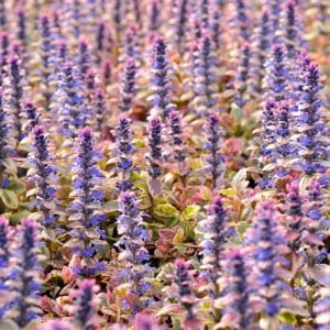 Renkli yapraklı ajuga fidesi burgundy glow
