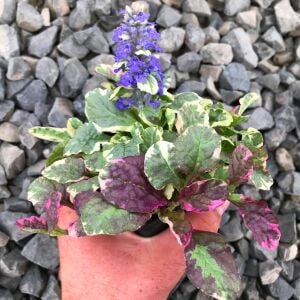 Renkli yapraklı ajuga fidesi burgundy glow