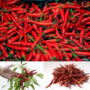 Acı biber tohumu chile de arbol geleneksel