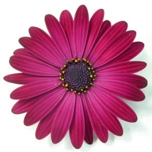Koyu mor bodrum papatyası fidesi ithal osteospermum erato compact deep purple