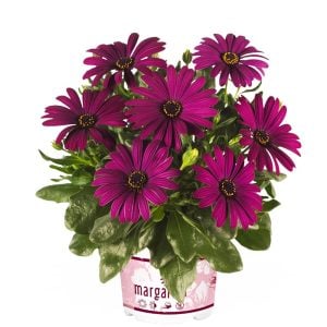 Koyu mor bodrum papatyası fidesi ithal osteospermum erato compact deep purple