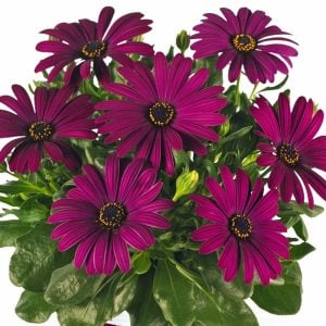 Koyu mor bodrum papatyası fidesi ithal osteospermum erato compact deep purple