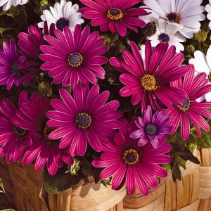 Koyu mor bodrum papatyası fidesi ithal osteospermum erato compact deep purple
