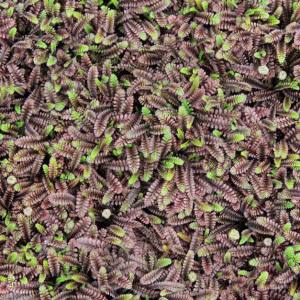 Leptinella potentilla yer örtücü çim altenatifi brass buttons 3 adet fide