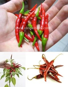 Acı biber tohumu chile de arbol geleneksel