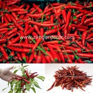 Acı biber tohumu chili de arbol geleneksel