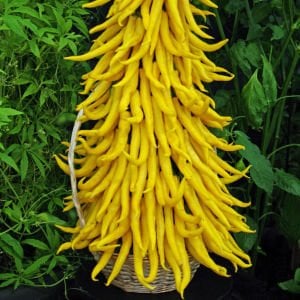 Acı biber tohumu golden cayenne chili geleneksel