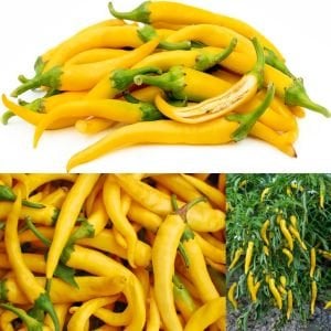 Acı biber tohumu golden cayenne chili geleneksel