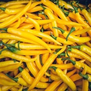 Acı biber tohumu golden cayenne chili geleneksel