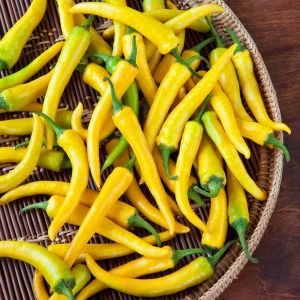 Acı biber tohumu golden cayenne chili geleneksel