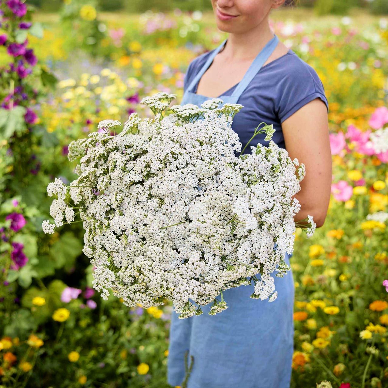 Şifalı beyaz civanperçemi tohumu achillea millefolium white yarrow