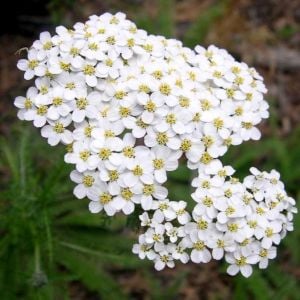 Şifalı beyaz civanperçemi tohumu achillea millefolium white yarrow