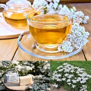 Şifalı beyaz civanperçemi tohumu achillea millefolium white yarrow