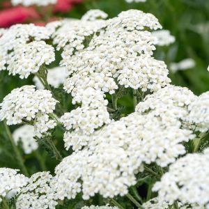 Şifalı beyaz civanperçemi tohumu achillea millefolium white yarrow