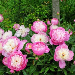 Bowl of beauty şakayık çiçeği saksılı peony