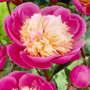 Bowl of beauty şakayık çiçeği saksılı peony