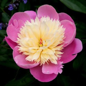 Bowl of beauty şakayık çiçeği saksılı peony