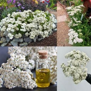 Şifalı beyaz civanperçemi tohumu achillea millefolium white yarrow