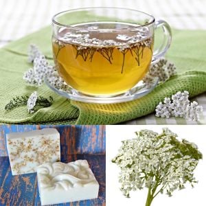 Şifalı beyaz civanperçemi tohumu achillea millefolium white yarrow