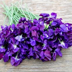 Denizci Mavisi King boy çiçekli tatlı Bezelye tohumu lathyrus odoratus