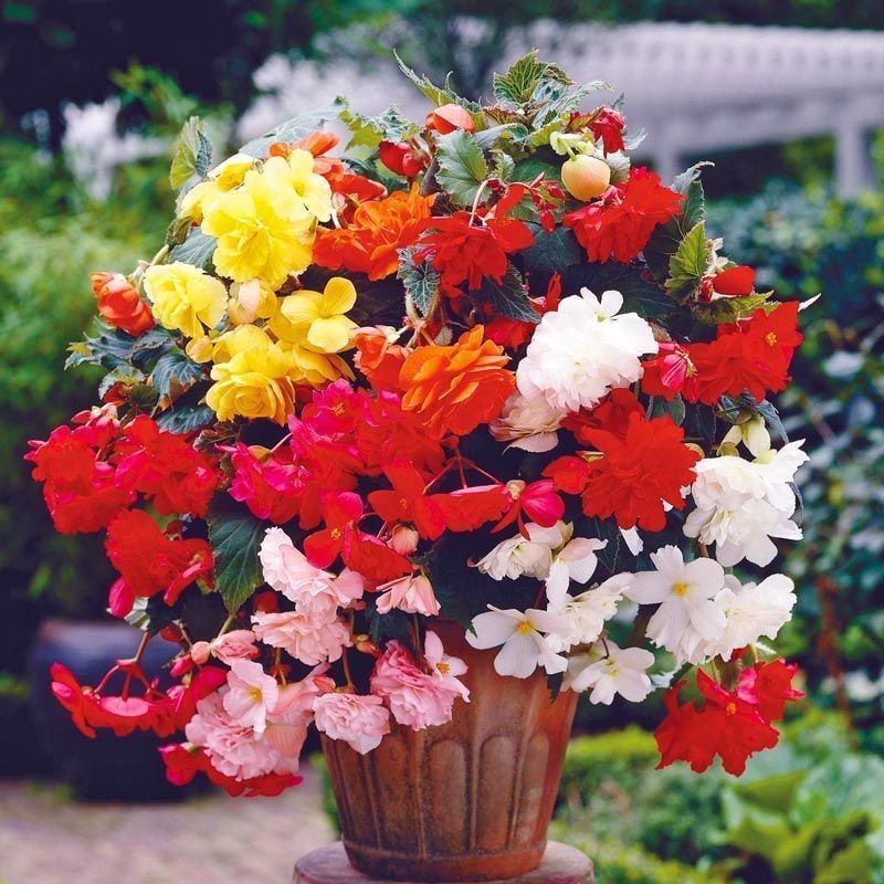 3 adet sarkan begonya soğanı karışımı begonia cascade mix