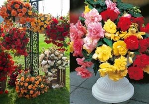 3 adet sarkan begonya soğanı karışımı begonia cascade mix