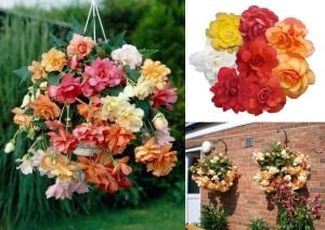 3 adet sarkan begonya soğanı karışımı begonia cascade mix