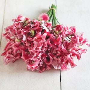 Spencer Mars tatlı Bezelye tohumu lathyrus odoratus