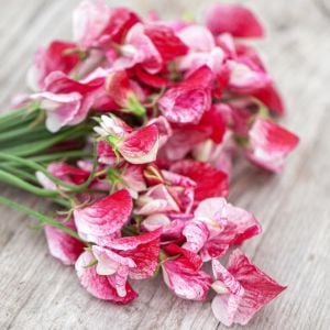 Spencer Mars tatlı Bezelye tohumu lathyrus odoratus