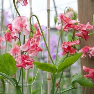Spencer Mars tatlı Bezelye tohumu lathyrus odoratus