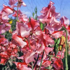 Spencer Mars tatlı Bezelye tohumu lathyrus odoratus