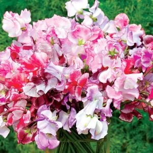 Spencer Mars tatlı Bezelye tohumu lathyrus odoratus