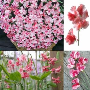Spencer Mars tatlı Bezelye tohumu lathyrus odoratus
