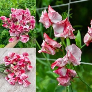 Spencer Mars tatlı Bezelye tohumu lathyrus odoratus