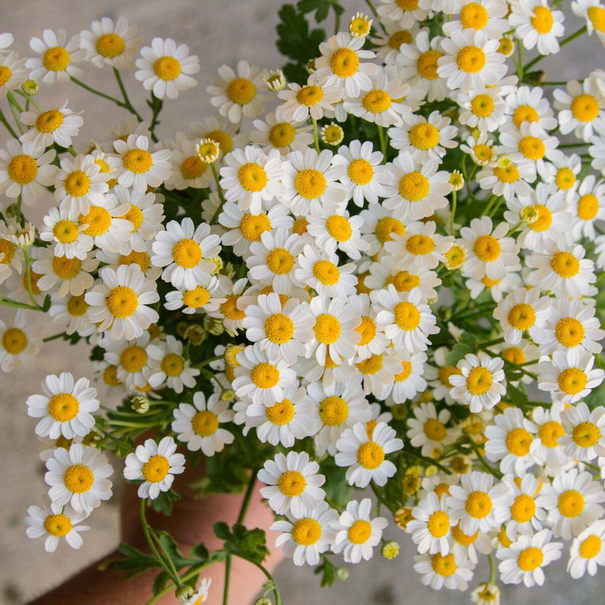 Şifalı alman papatyası tohumu elma kokulu german chamomile matricaria recutita