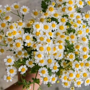 Şifalı alman papatyası tohumu elma kokulu german chamomile matricaria recutita