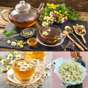 Şifalı alman papatyası tohumu elma kokulu german chamomile matricaria recutita