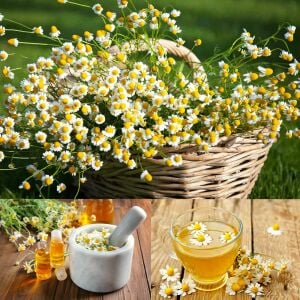 Şifalı alman papatyası tohumu elma kokulu german chamomile matricaria recutita