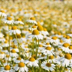 Şifalı alman papatyası tohumu elma kokulu german chamomile matricaria recutita