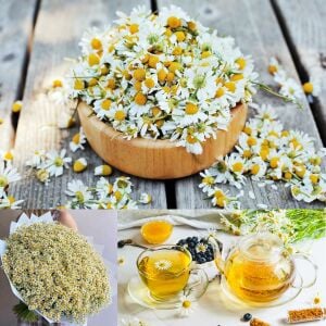 Şifalı alman papatyası tohumu elma kokulu german chamomile matricaria recutita