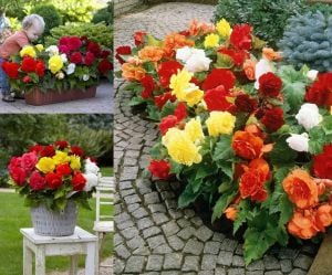 3 adet katlı iri çiçekli begonya soğanı karışımı begonia double large