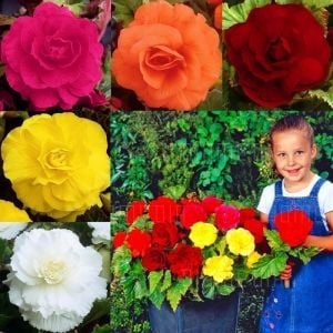 3 adet katlı iri çiçekli begonya soğanı karışımı begonia double large