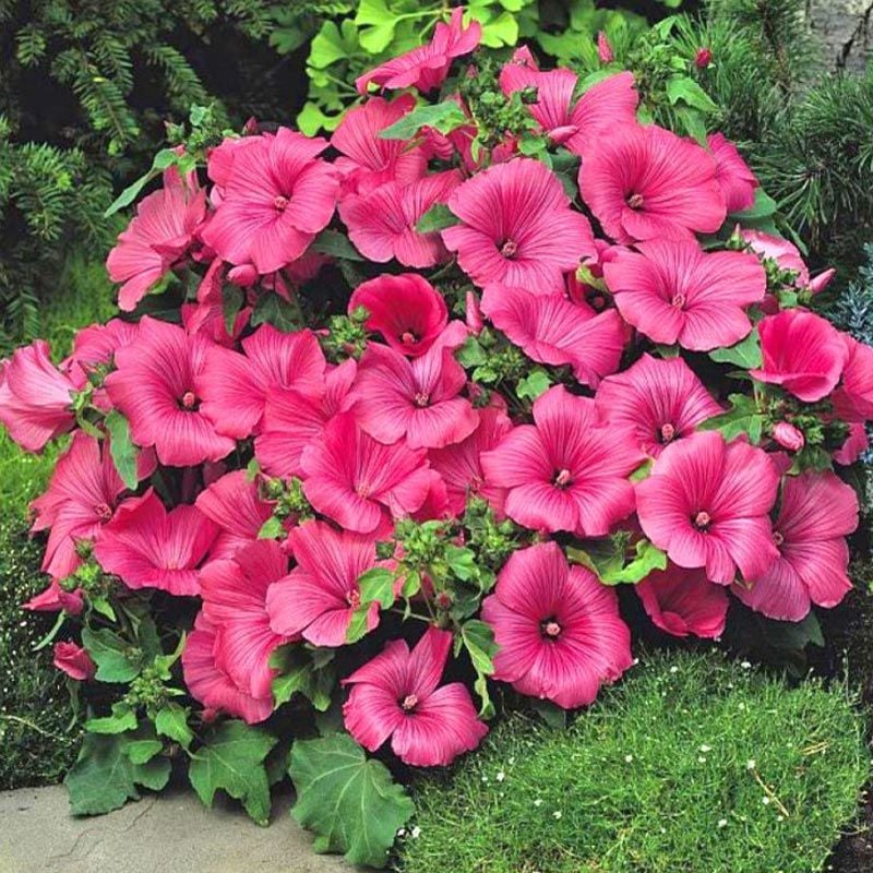 Ruby Regis pamuk çiçeği tohumu lavatera trimestris