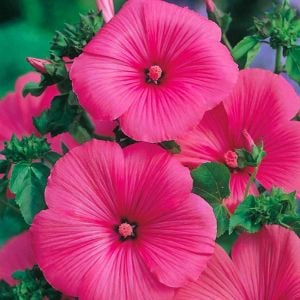 Ruby Regis pamuk çiçeği tohumu lavatera trimestris