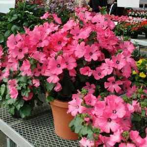 Ruby Regis pamuk çiçeği tohumu lavatera trimestris